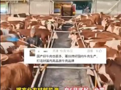 养一头牛至少赚2000多元 避开低价牛坑、做好育肥周期管理