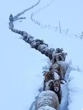 牧民拍的羊群转场像电影大片
